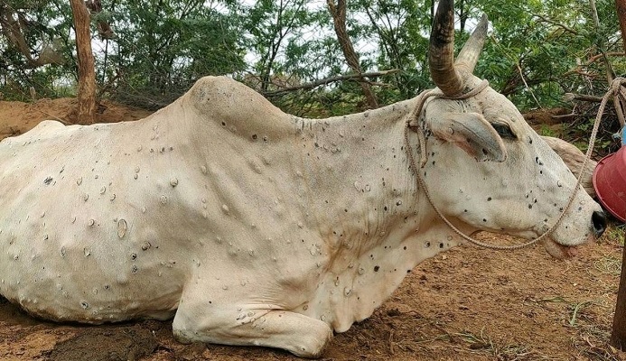 లంపీ వ్యాధిపై అప్రమత్తత అవసరం