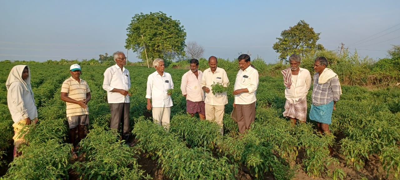 తెగుళ్లతో నష్టపోయిన మిర్చి రైతులను ఆదుకోవాలి