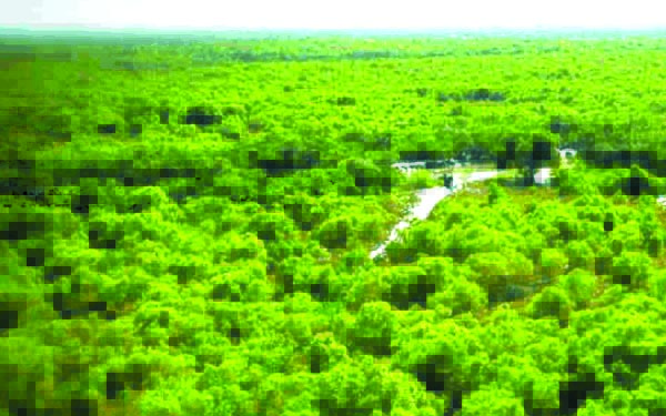 మడ అడవుల పరిరక్షణ