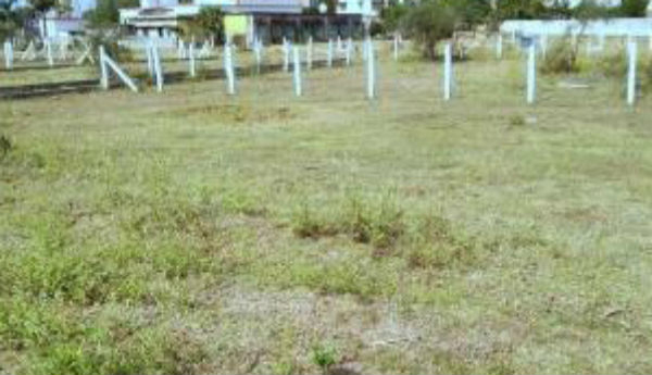 Dismissal-of-writs-on-mustard-lands