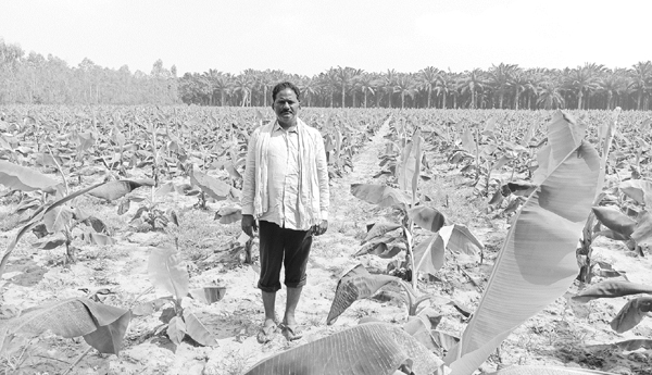 banana rain farmer, 	   edit page