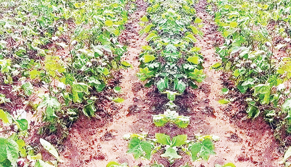 Cotton-farmers-who-have-suffered-badly