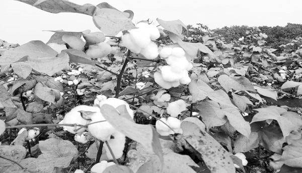 Run-towards-cotton