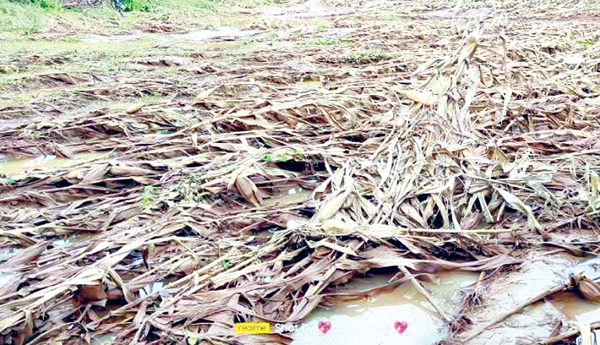 crop damage in kurnool