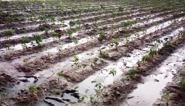 damage drops due to rains