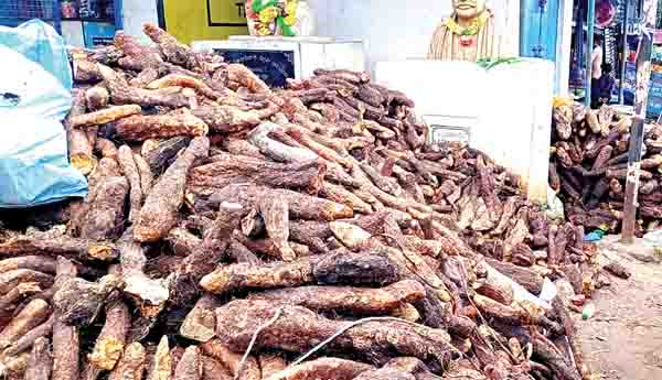 గిట్టుబాటు కాని నాగలి దుంపలు