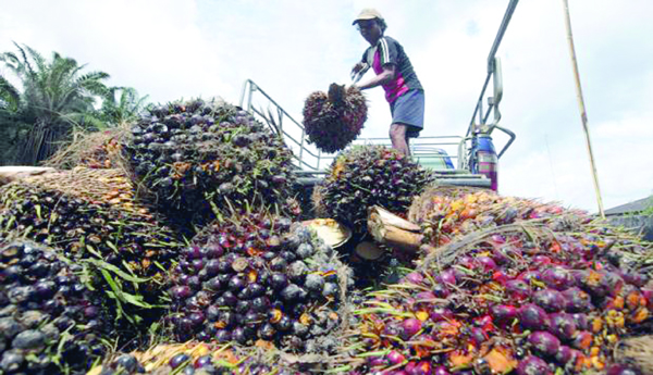 Governments-that-do-not-care-about-palm-oil-farmers