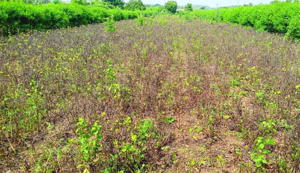 Food-crops-down