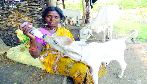 Rol- of-women-in-animal-husbandry