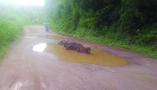  చెరువును తలపించేలా రహదారిపై గోతులు