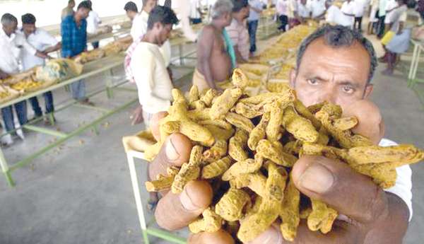 turmeric farmers problems article vallabhaneni sambsivarao