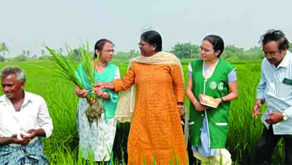 వరి పంటను శాస్త్రవేత్తల పరిశీలన