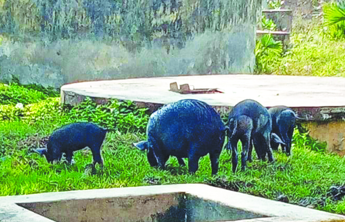 చేవూరులో పందుల స్వైరవిహారం