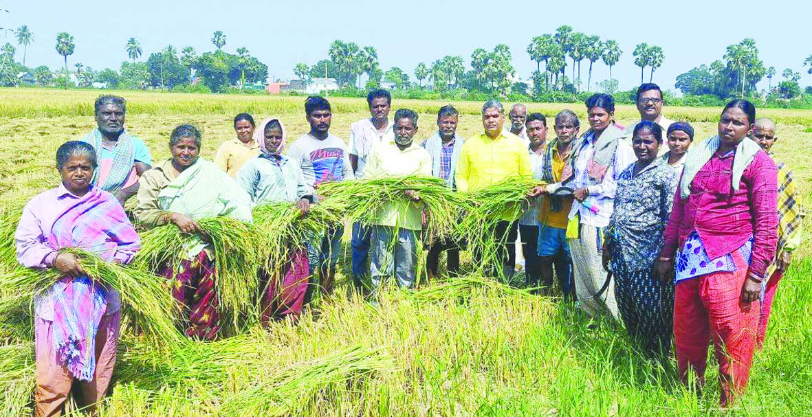 ధాన్యం రైతులను ఆదుకోవాలి