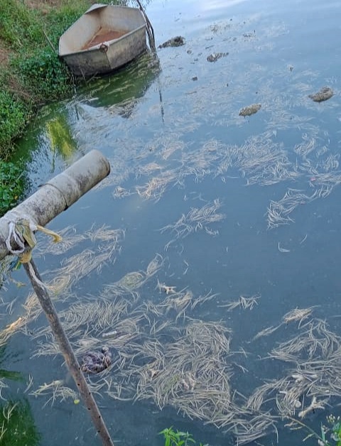 అక్రమ చేపల చెరువులను తొలగించాలి : వ్యకాస