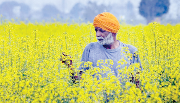 BT-avalu-impacts-agriculture-article-venugopal