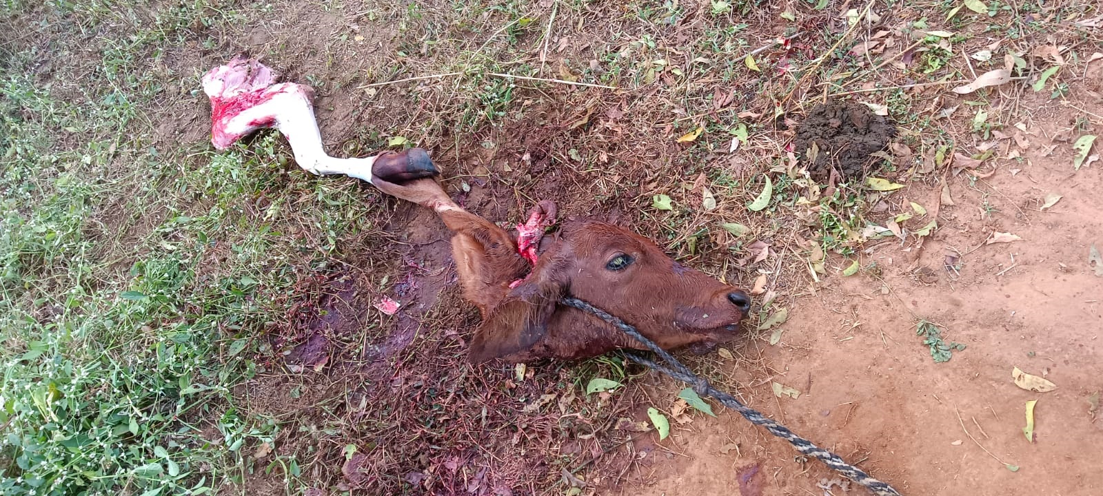 మళ్లీ పంజా విసిరిన పులి!