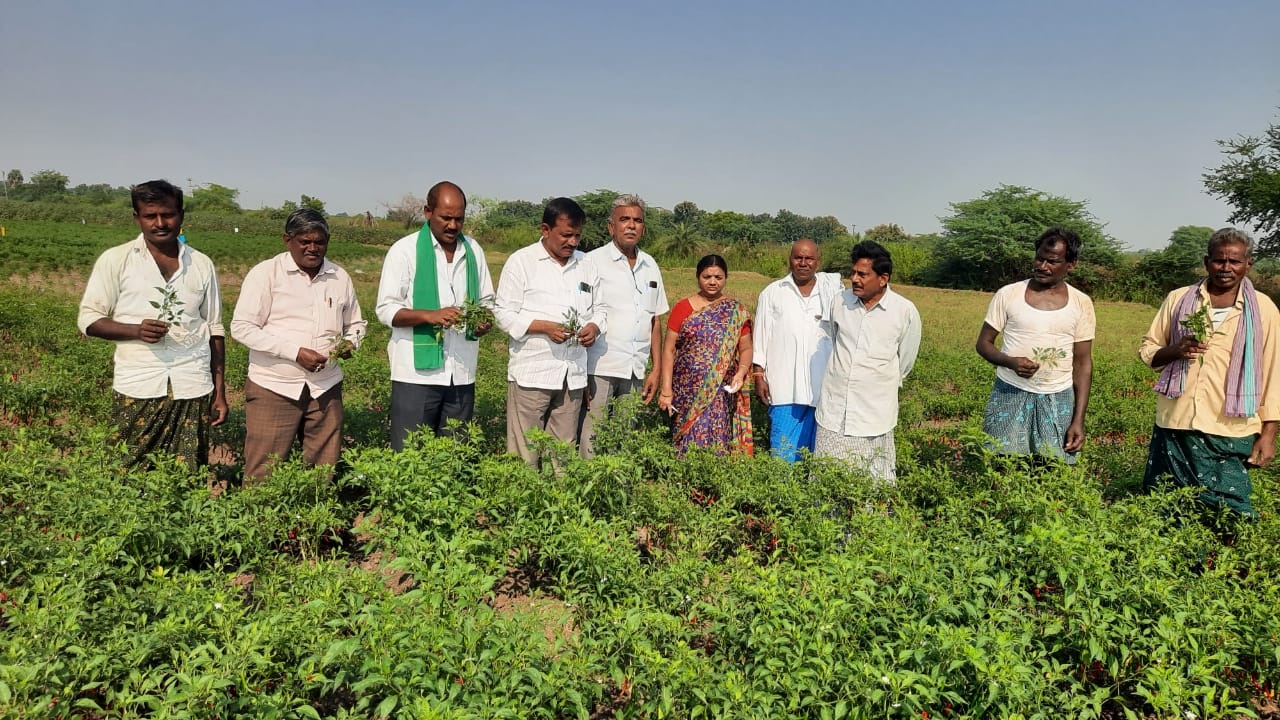 మిర్చి పంటలు పరిశీలించిన రైతు సంఘం నాయకులు
