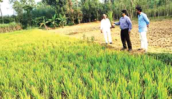 వరిలో సుడి దోమపై జాగ్రత్తలు పాటించాలి