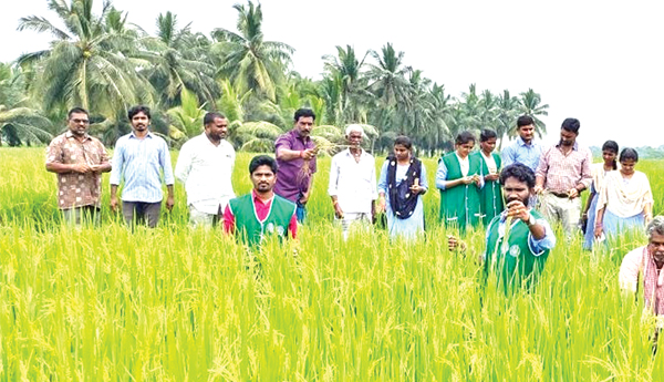 సుడిదోమ నివారణపై అవగాహన