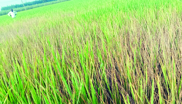 వరి పంటపై తెగుళ్ళ దాడి