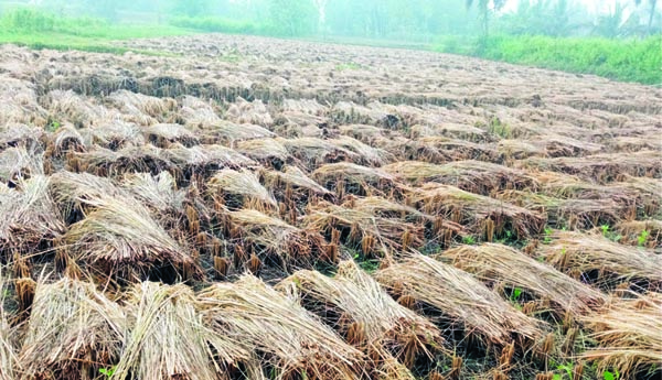  వరికి వరుణుడి దెబ్బ