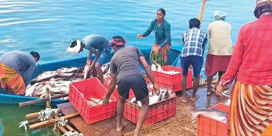 ఆక్వా రైతు విలవిల !