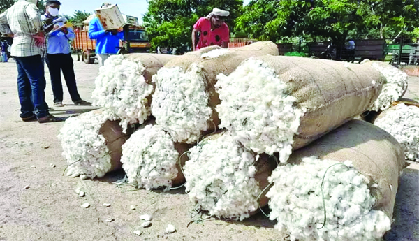 This-time-the-yield-of-cotton-is-low
