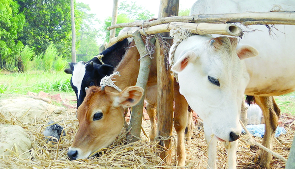 Pension-for-cows-in-Gujarat