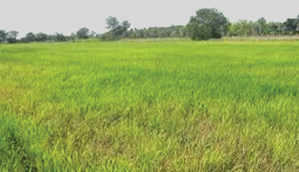 ఎండిపోతున్న వరి పంటలు