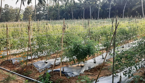 land-grabbing-in-devarapalli