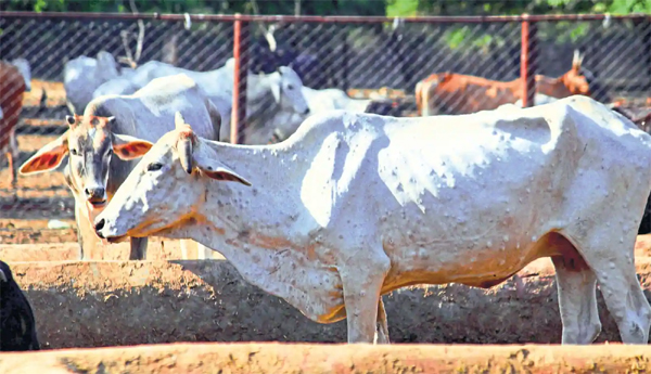 Lumpi-threat-to-mute-animals