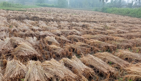 paddy-crop-damage-by-rains