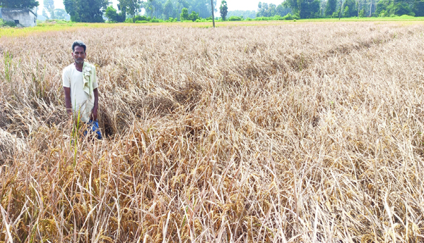 Sudidoma-Potu-Rice-crop-drying-up-in-thousands-of-acres