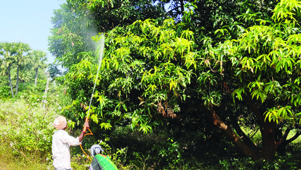 నిరాశాజనకంగా మామిడి పూత