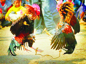 పందేలకు సన్నద్ధం