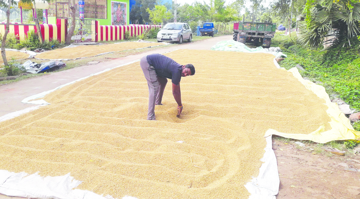 ముదినేపల్లిలో వర్షం.. రైతులకు నష్టం