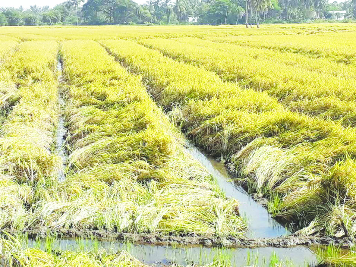 నీట మునిగిన వరి చేలు.. ఆందోళనలో రైతులు