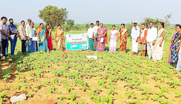 యాజమాన్య పద్ధతులతో అధిక దిగుబడి : జెడి