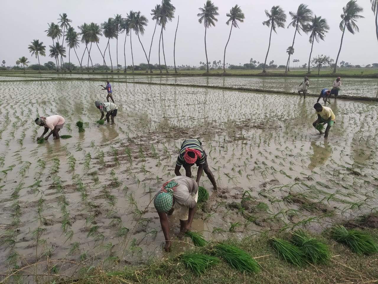 రబీ పనులు ముమ్మరం