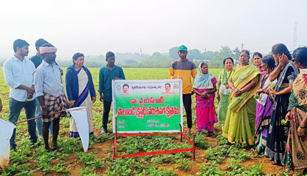 యాజమాన్య పద్ధతులతో అధిక దిగుబడులు