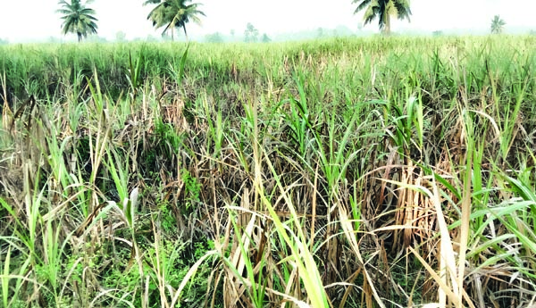 చెరకు తోటలకు తెగుళ్లు