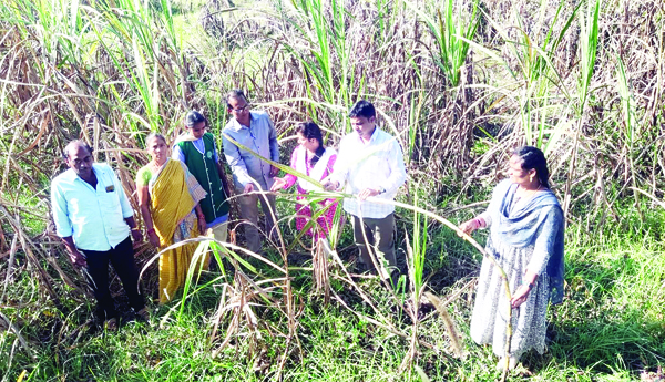 తెగుళ్లతో చచ్చిపోతున్న చెరకు తోటలను పరిశీలించిన శాస్త్రవేత్తలు