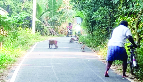 హడలెత్తిస్తున్న కోతులు