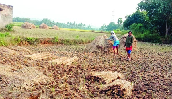అల్పపీడనంతో వరి రైతుల్లో ఆందోళన