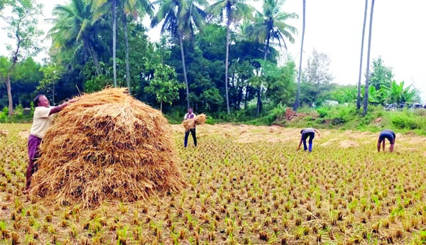 తుపాన్‌ హెచ్చరికలతో వరి రైతుల్లో ఆందోళన