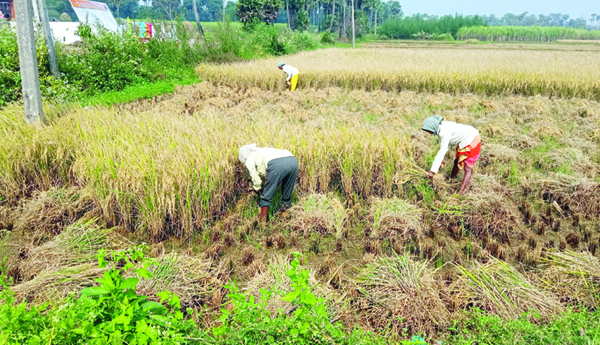 వర్ష ప్రచారంతో రైతుల్లో ఆందోళన