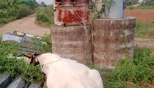 animal-dead-by-current-shock