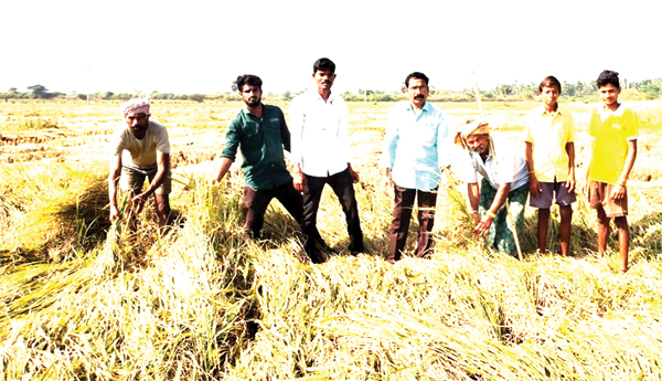 తుపాను దెబ్బకు రైెతాంగం కన్నీరు