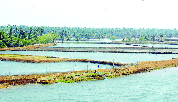 Disoriented-aqua-farmers